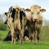 Коровы бычки телята Тамбов, в Тамбове