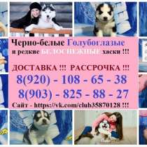 Щенята хаски продаются, в Краснодаре