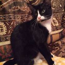 Отдам в добрые руки котенка-котика., в Санкт-Петербурге