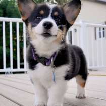 Корги Алтаи, в Горно-Алтайске