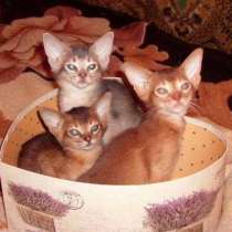 Абиссинские котята разных окрасов, в Москве