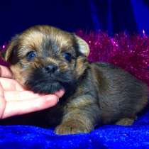 Щеночков йоркширского терьера (йорка) продам, в Кинешме