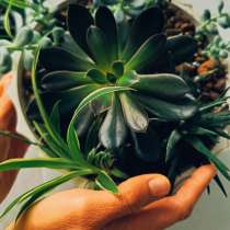 Уход за растениями, в Челябинске