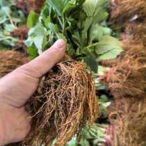 Рассада клубники Мурано, в Пятигорске