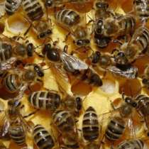 Пчеломатки, в Кургане