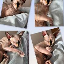 Канадский сфинкс, в Альметьевске