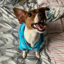 Джек Рассел, в Туле