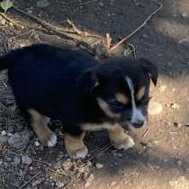 Щенки в добрые руки, в Невинномысске