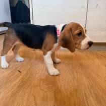 Бигль, в Хабаровске