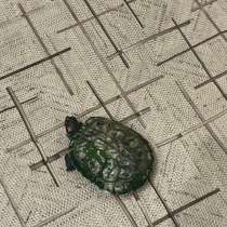 Отдам черепаху с аквариумом, в Первоуральске