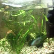 Аквариум с 6тью рыбками, в Москве