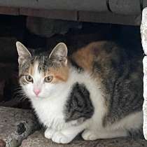 Селиса, в Санкт-Петербурге