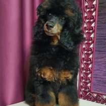 Пуделята фантомы щенки, в Москве