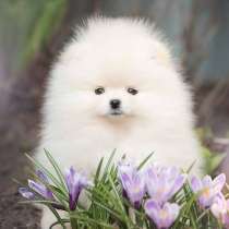 Шпиц Магадан, в Магадане