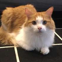 Котик в добрые руки. Тоша, добрый и ласковый, в Москве