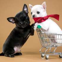 Чихуахуа Кострома, в Костроме