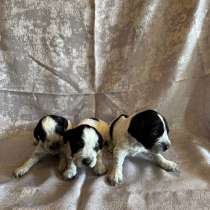 Щенки (Русский охотничий спаниель), в Уссурийске