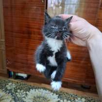 Котятам 1 месяц, мать охотница - грызуны, змеи, в Туапсе