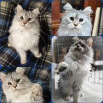 Кошка ГРАЦИЯ (ЦИРЦЕЯ) даром, в Москве