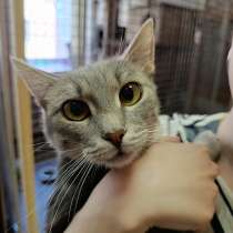 Серо-дымчатая косенькая кошка Кося в дар, в Москве