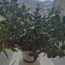 Денежное дерево- крассула, в Красноярске