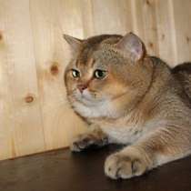 Вязка, в г.Брянск