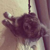 Пёс на вязку, Лениногорск, в Лениногорске