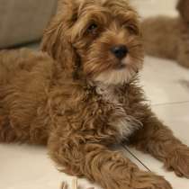 ЩЕНОК КАВАПУ, в Гусь Хрустальном