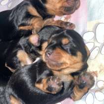 Щенки йоркширского терьера, в Нижнем Тагиле