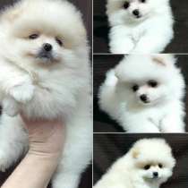 ШПИЦ ЩЕНОЧКИ, в Екатеринбурге