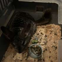 Продам шиншиллу девочку. Очень добрая и милая, в Москве