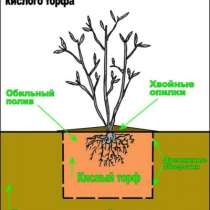 Голубика "Bonus@" очень круп, в Красноярске