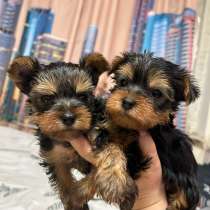 Щенки йоркширский терьер мини, в Москве