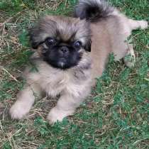 Пекинес Череповец, в Череповце