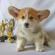 Корги Анадырь, в Анадыре