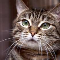 Кошечка Забава надеется на встречу с человеком, в Москве