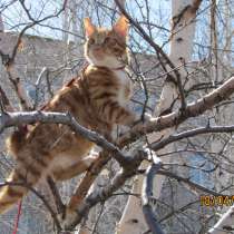 Курбобы- котята от Чемпиона Мира, в Уфе