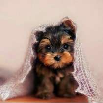 Йоркширский терьер Смоленск, в Смоленске