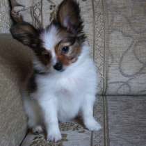 Папийон - очаровательный щенок, 2 месяца, в Уфе