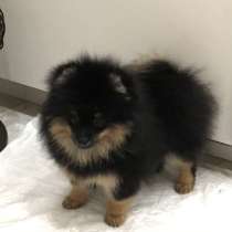 Шпиц померанский, в Москве