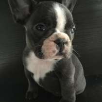 Французский бульдог Тобольск, в Тобольске