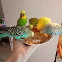Волнистые попугаи -Получехи, в Мытищи