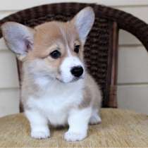 Корги Орел, в Орле