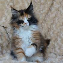 Котята мейн-кун, в Санкт-Петербурге