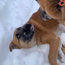 Щенок Кефир в добрые руки, в Москве