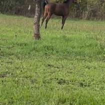 Продам кабылку, в Нальчике