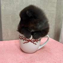 Шпиц, щенок померанского шпица, в г.Минск