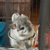 Шиншилла, в Новосибирске