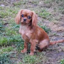 Кавалер Кинг Чарльз спаниель девочка, в Москве