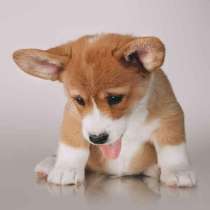 Корги Биробиджан, в Биробиджане